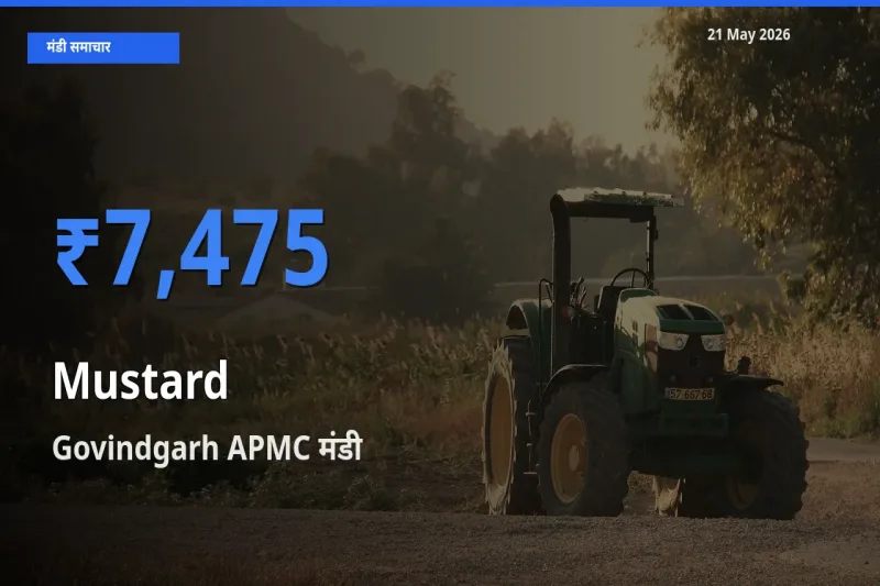 Govindgarh APMC में सरसों का आज सबसे ऊँचा भाव