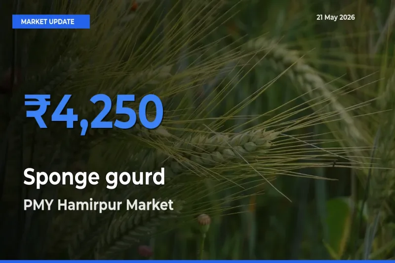Sponge gourd Mandi Rate Today: PMY Hamirpur Tops the List