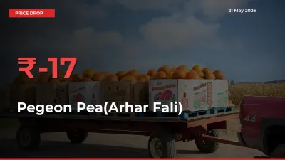 This Mandi Records 16.53% Fall in Pegeon Pea(Arhar Fali) Prices