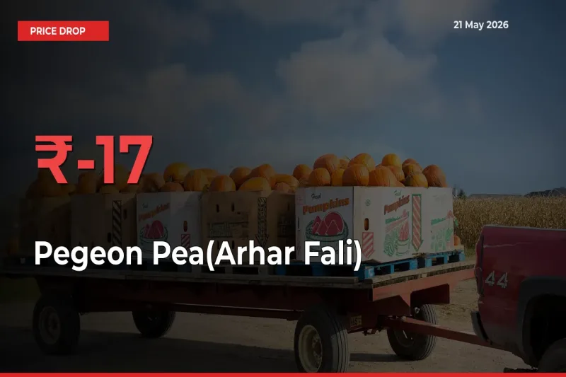 This Mandi Records 16.53% Fall in Pegeon Pea(Arhar Fali) Prices