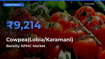 Bareilly APMC Records Highest ₹9,214 Rate for Cowpea(Lobia/Karamani)