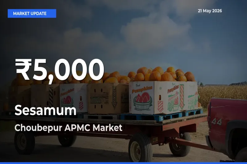 Sesamum Mandi Rate Today: 30-Day Low Recorded in Choubepur APMC