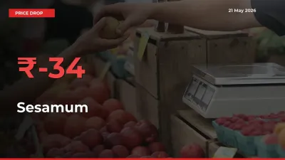 Sesamum Falls 34.12% at Mandis