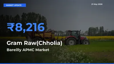 Bareilly APMC Leads as Top Mandi for Gram Raw(Chholia) Prices