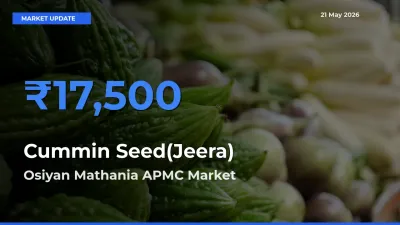 Osiyan Mathania APMC Tops Cummin Seed(Jeera) Rates – May 21 Market Update