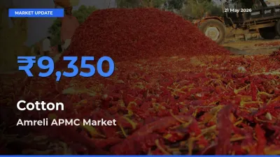 Amreli APMC Tops Cotton Rates – May 21 Market Update