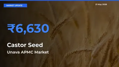 Farmers Prefer Unava APMC as Castor Seed Hits Highest Rate