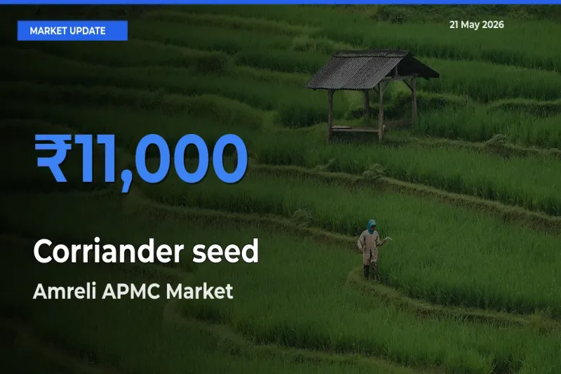 Amreli APMC Tops Corriander seed Mandi Rates Today