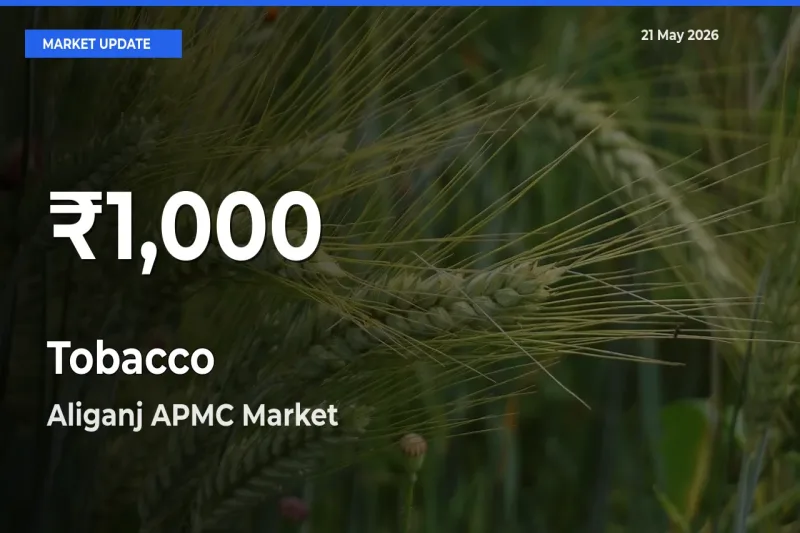 Tobacco Mandi Rate Today: 30-Day Low Recorded in Aliganj APMC