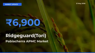 Pabiacherra APMC Leads as Top Mandi for Ridgeguard(Tori) Prices