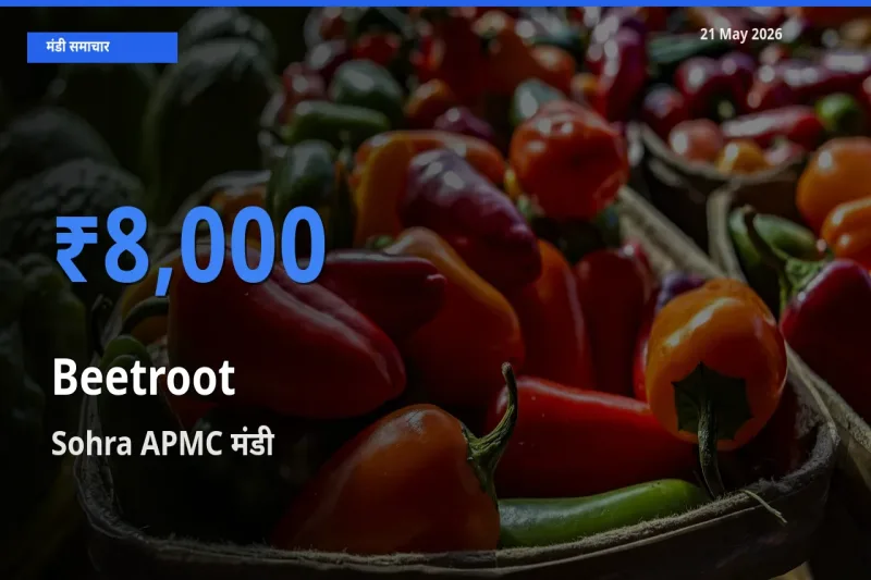 टॉप मंडी बना Sohra APMC! चुकंदर के सबसे ऊँचे दाम यहीं दर्ज