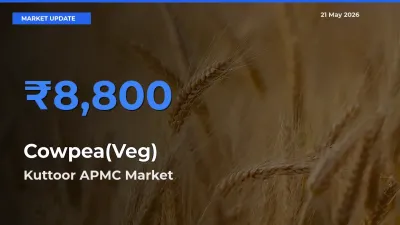 Farmers Prefer Kuttoor APMC as Cowpea(Veg) Hits Highest Rate