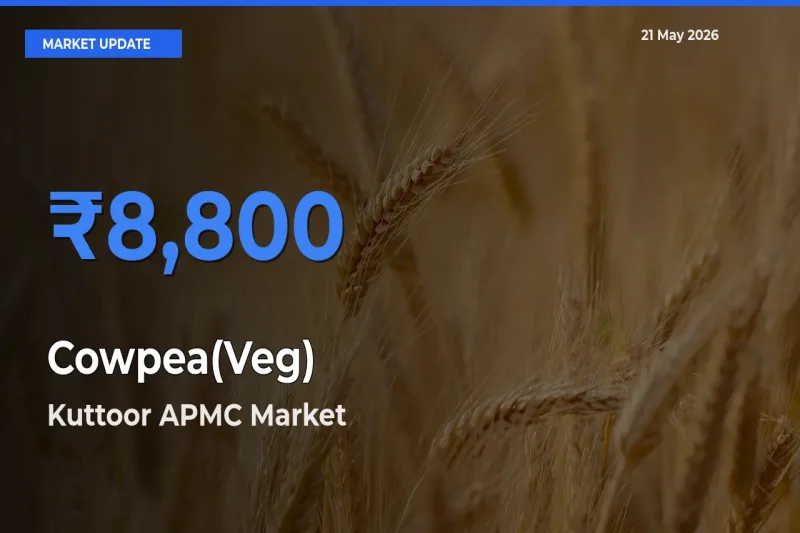 Farmers Prefer Kuttoor APMC as Cowpea(Veg) Hits Highest Rate