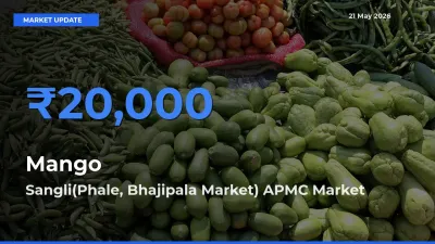 Sangli(Phale, Bhajipala Market) APMC Leads as Top Mandi for Mango Prices