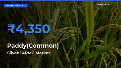 Silvani APMC Tops Paddy(Common) Mandi Rates Today