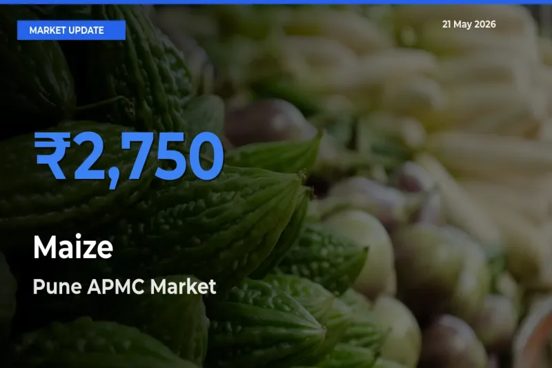 Farmers Prefer Pune APMC as Maize Hits Highest Rate