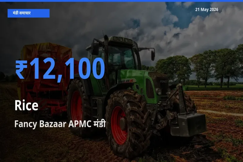 टॉप मंडी बना Fancy Bazaar APMC! चावल के सबसे ऊँचे दाम यहीं दर्ज