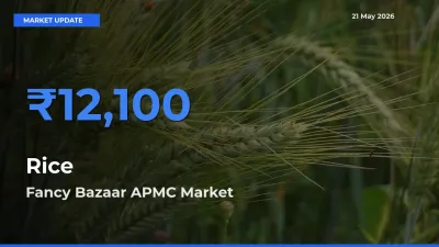 Fancy Bazaar APMC Tops Rice Rates – May 21 Market Update