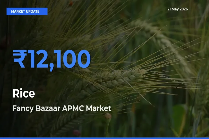Fancy Bazaar APMC Tops Rice Rates – May 21 Market Update