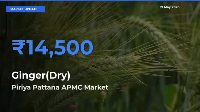 Piriya Pattana APMC Offers ₹14,500 – Highest Ginger(Dry) Rate Today