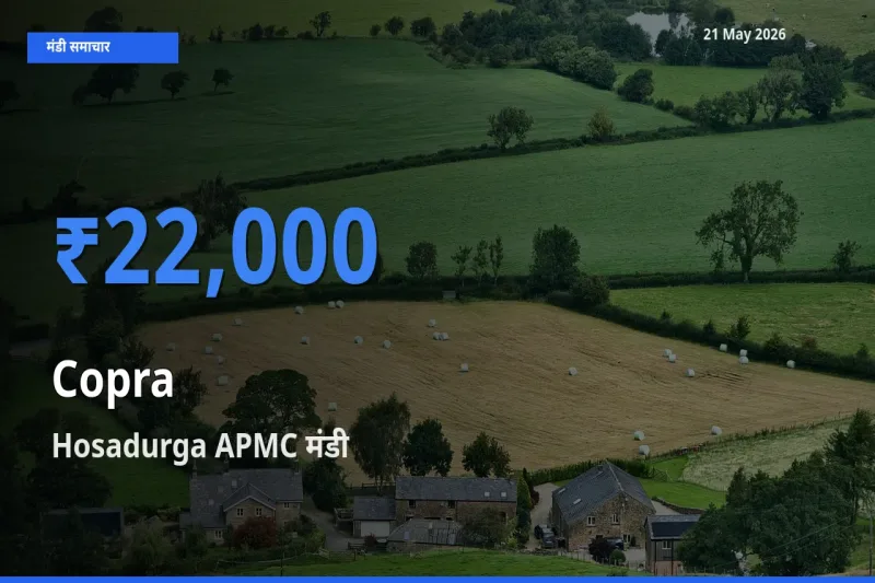 Hosadurga APMC मंडी में आज सूखा नारियल के सबसे ऊँचे दाम दर्ज