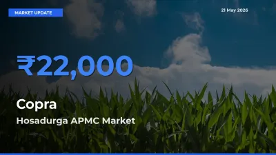 Hosadurga APMC Emerges as Top Mandi for Copra Prices Today