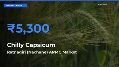 Ratnagiri (Nachane) APMC Offers ₹5,300 – Highest Chilly Capsicum Rate Today