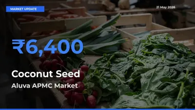 Aluva APMC Emerges as Top Mandi for Coconut Seed Prices Today