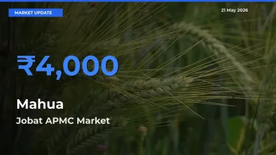 Farmers Prefer Jobat APMC as Mahua Hits Highest Rate