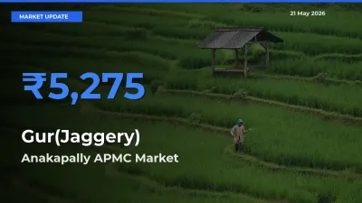 Anakapally APMC Offers ₹5,275 – Highest Gur(Jaggery) Rate Today
