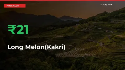 This Mandi Records 20.54% Jump in Long Melon(Kakri) Prices