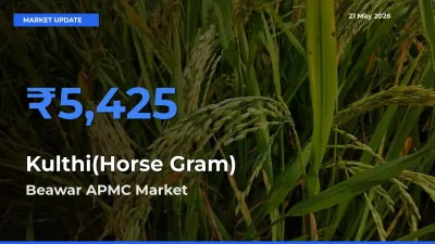 Beawar APMC Tops Kulthi(Horse Gram) Mandi Rates Today