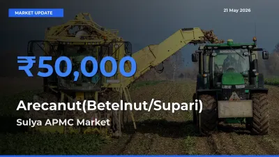 Top Performer! Sulya APMC Offers Best Arecanut(Betelnut/Supari) Price Today