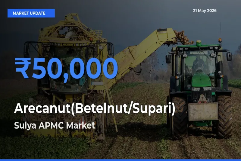 Top Performer! Sulya APMC Offers Best Arecanut(Betelnut/Supari) Price Today