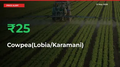 Why Cowpea(Lobia/Karamani) Prices Rose 24.78% in a Day at Mandis