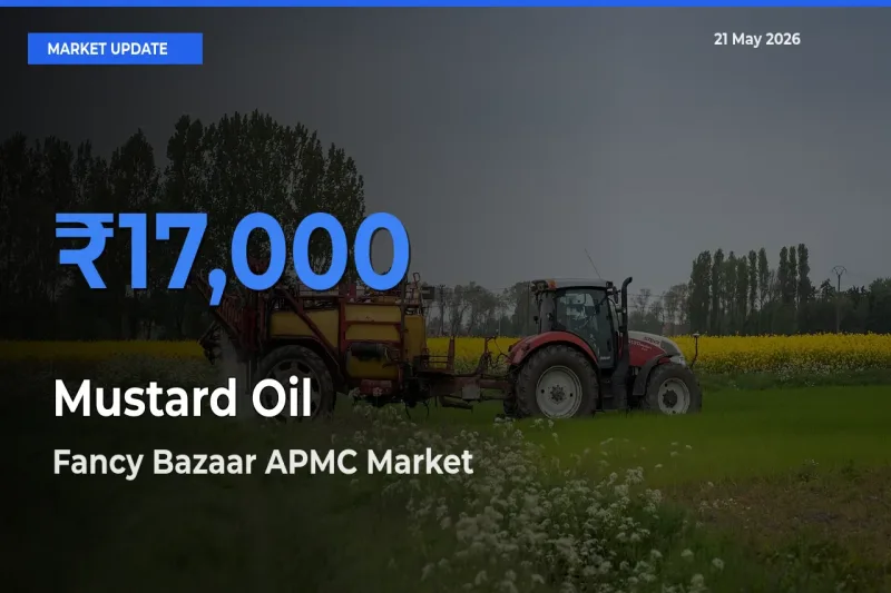 Market Watch: Fancy Bazaar APMC Becomes Top Mandi for Mustard Oil
