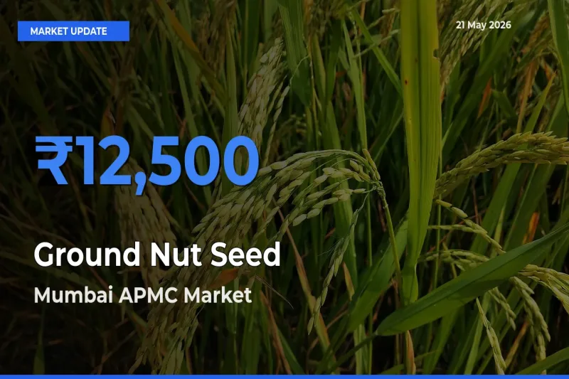 Top Performer! Mumbai APMC Offers Best Ground Nut Seed Price Today