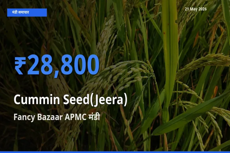 Fancy Bazaar APMC में जीरा का आज सबसे ऊँचा भाव