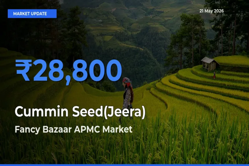 Fancy Bazaar APMC Offers ₹28,800 – Highest Cummin Seed(Jeera) Rate Today