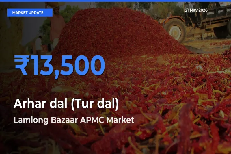 Lamlong Bazaar APMC Tops Arhar dal (Tur dal) Rates – May 21 Market Update