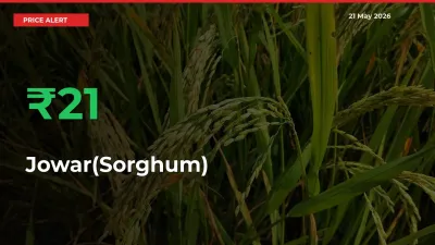 Sudden 21.15% Rally in Jowar(Sorghum) Prices Across Mandis