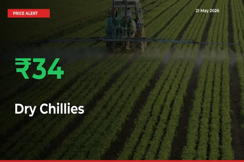 Sharp Jump! Dry Chillies Prices Climb 34.01% in 24 Hours at Key Mandis