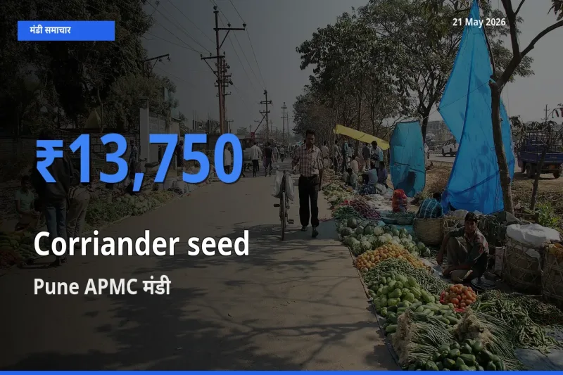 आज साबुत धनिया के सबसे ज़्यादा दाम Pune APMC मंडी में दर्ज