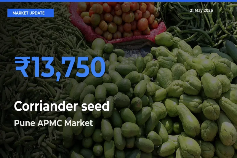 Pune APMC Offers ₹13,750 – Highest Corriander seed Rate Today