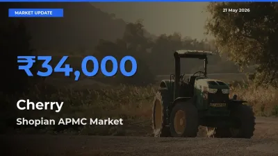 Top Performer! Shopian APMC Offers Best Cherry Price Today