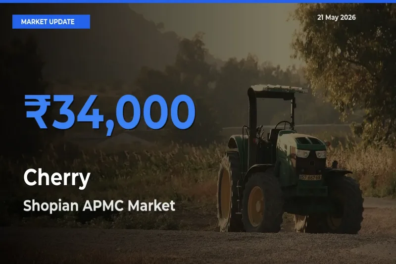 Top Performer! Shopian APMC Offers Best Cherry Price Today