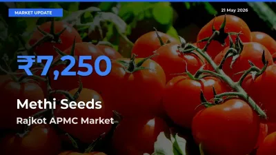 Rajkot APMC Leads as Top Mandi for Methi Seeds Prices