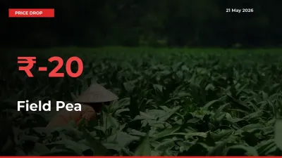 20.3% Drop in Field Pea Prices – Mandi Sees Sudden Fall