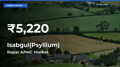 Isabgul(Psyllium) Mandi Rate Today: 30-Day Low Recorded in Rapar APMC