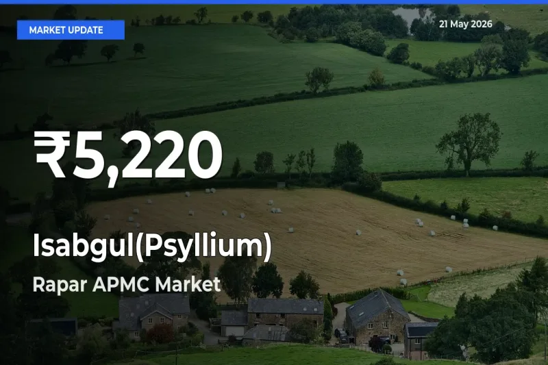Isabgul(Psyllium) Mandi Rate Today: 30-Day Low Recorded in Rapar APMC